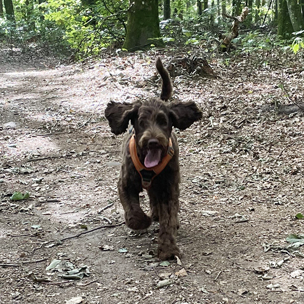 Arwen Australian Labradoodle, ALD, Nellie som valp springer i skogen