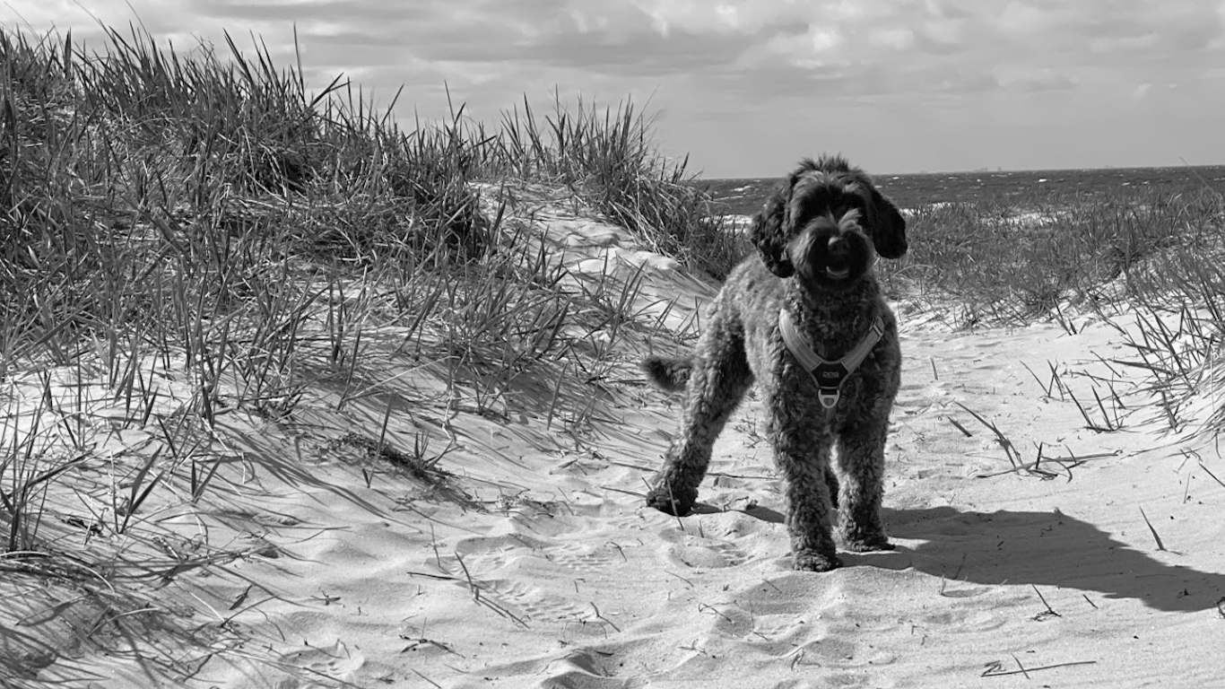 Arwen Australian Labradoodle, ALD, Nellie står på stranden