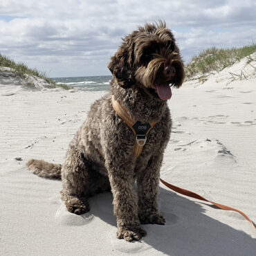 Arwen Australian Labradoodle, ALD, Nellie sitter I sanden