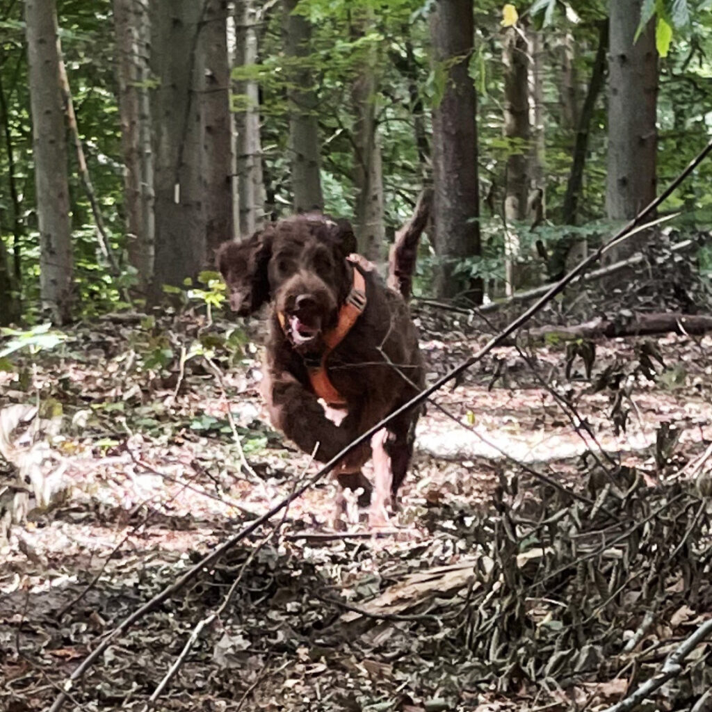 Arwen Australian Labradoodle, ALD, Nellie som valp springer i skogen