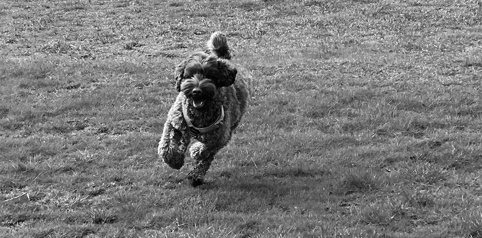 Arwen Australian Labradoodle, ALD, Nellie springer på gräsmatta.