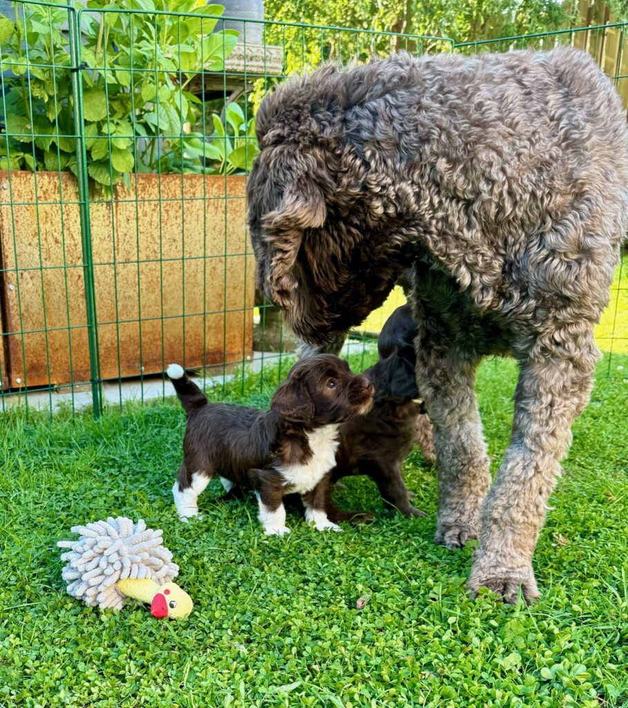 Arwen Australian Labradoodle Sverige