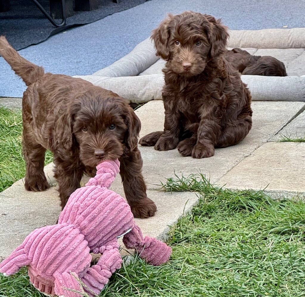 Arwen Australian Labradoodle Sverige