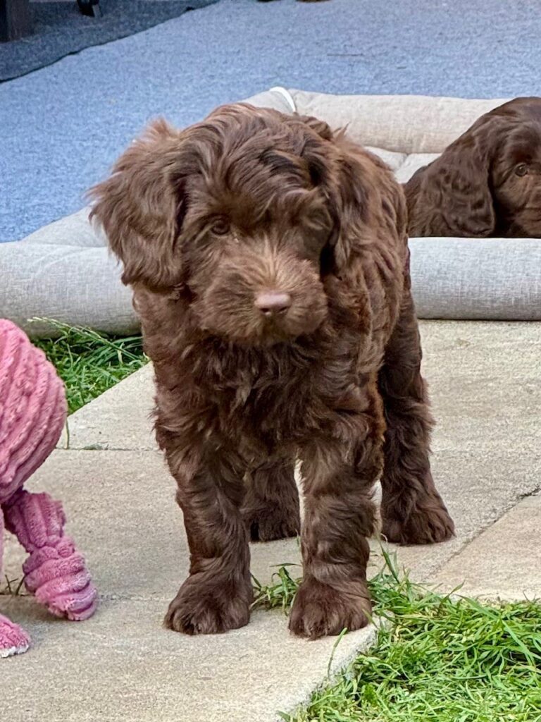 Arwen Australian Labradoodle Sverige