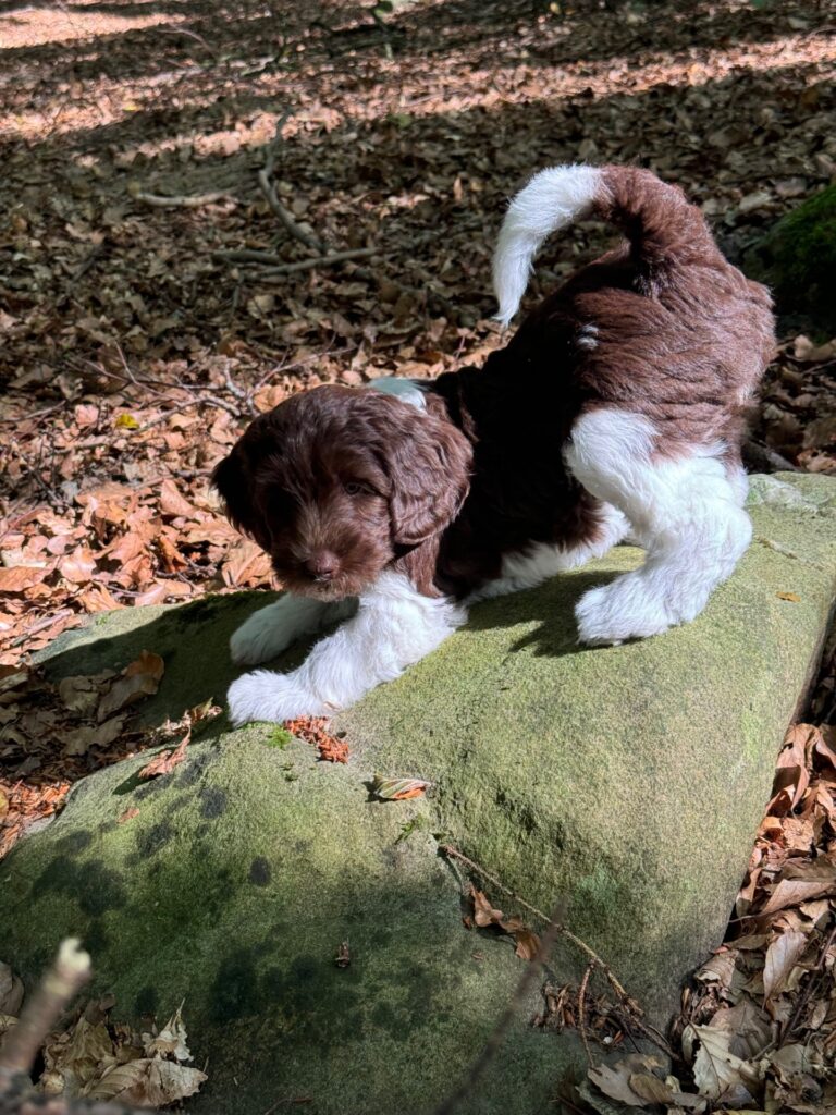 Arwen Australian Labradoodle Sverige