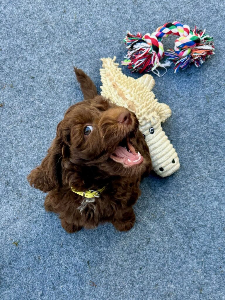 Arwen Australian Labradoodle Sverige