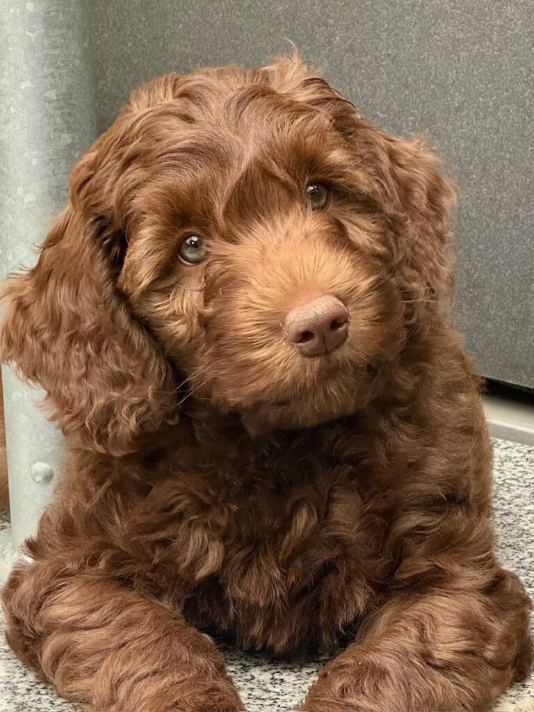 Arwen Australian Labradoodle Sverige