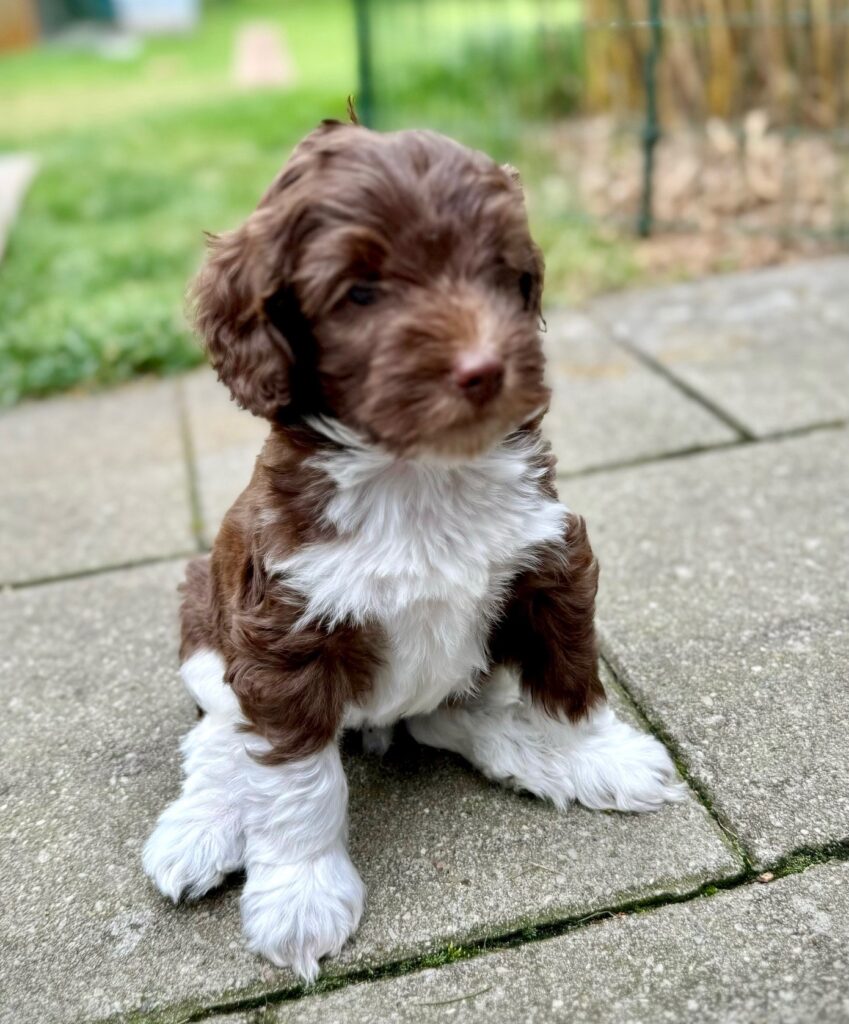 Arwen Australian Labradoodle Sverige