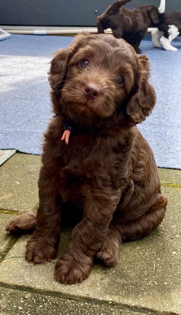 Arwen Australian Labradoodle Sverige